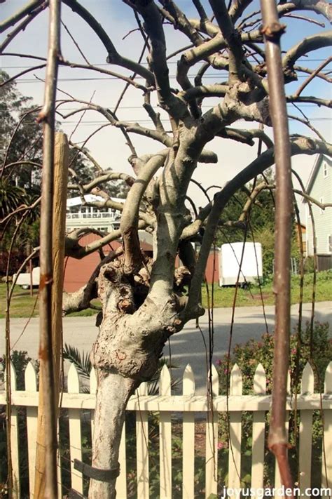 The Pruning Of A Weeping Pussy Willow