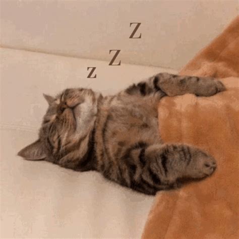 Waking Up Cat Waking Up Cat Reverse Mimir Discover Share GIFs