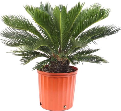 Buy Sago Palm Live In A 10 Inch Pot Cycas Revoluta Beautiful