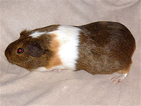 All types of Guinea Pig breeds described and help to determine them