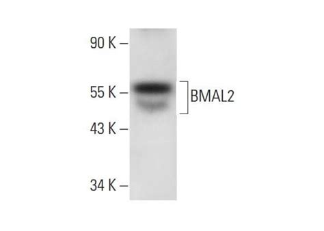 BMAL2抗体 C 11 SCBT Santa Cruz Biotechnology