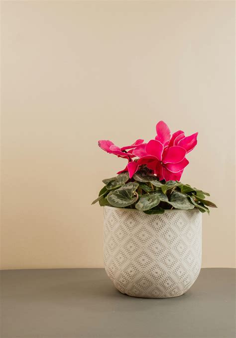 Cyclamen Photos, Download The BEST Free Cyclamen Stock Photos & HD Images