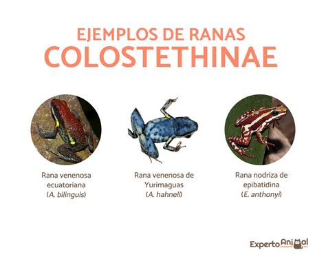 Ranas Punta De Flecha Tipos Caracter Sticas H Bitat Alimentaci N