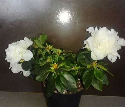 Азалия комнатная купить | Растения | Festima.Ru – частные объявления