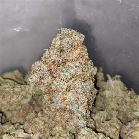 Buy Bulk Chocolope Strain Cheap Weed Pounds Reviews