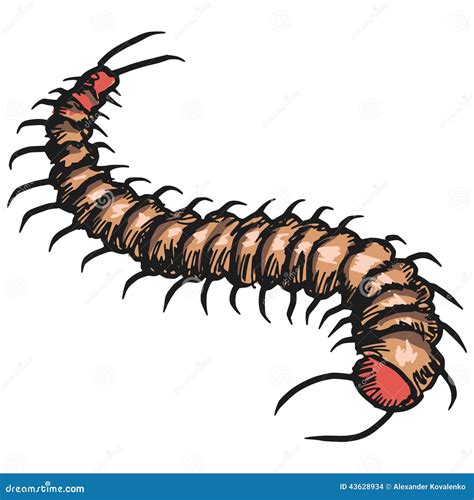 Centipede Stock Vector Image 43628934