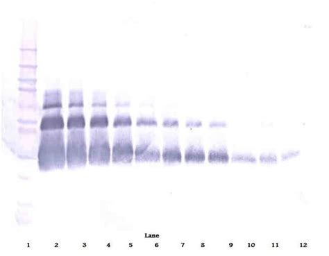 Vegf Polyclonal Antibody Peprotech Invitrogen G