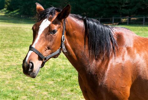 Cavalo do puro-sangue foto de stock. Imagem de haired - 16551920