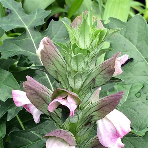 Acanthus Caroli Alexandri Putnam Hill Nursery