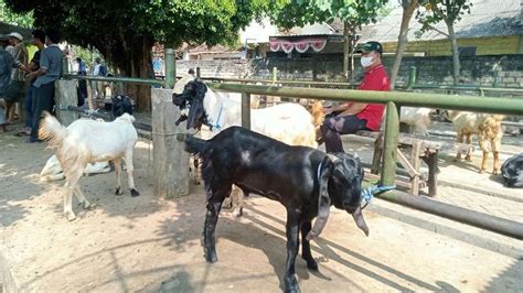 Jelang Idul Adha Harga Kambing Di Tuban Merangkak Naik