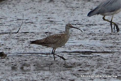 Whimbrel Numenius Phaeopus Stevografix