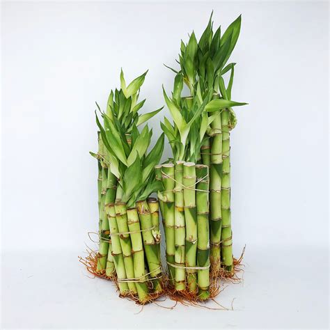 10 Straight Lucky Bamboo Stalks 10 Stalks Bonsai Outlet