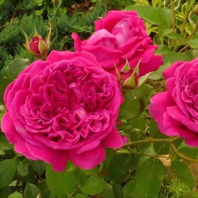 Роза “РОЗ ДЕ РЕШТ” - Цена на саженцы в питомнике Зеленый Сад Крым