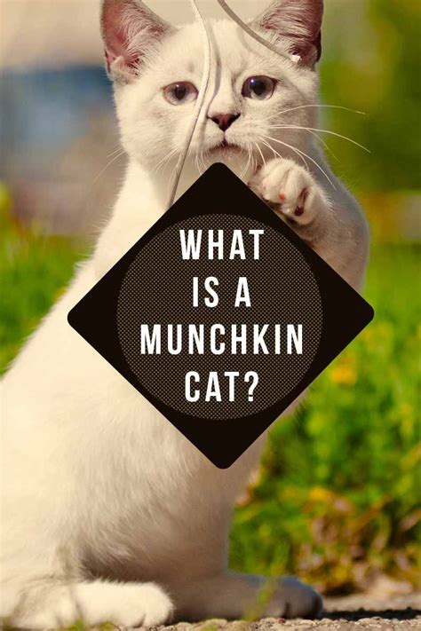 Where To Adopt A Munchkin Cat