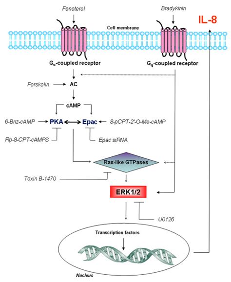 Augmentation Of Bradykinin Induced Il 8 Release In Htert Airway Smooth