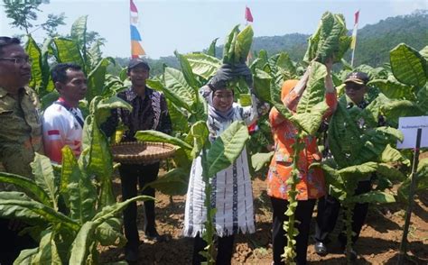 Cuaca Cerah Kualitas Dan Jumlah Panen Tembakau Di Batang Naik