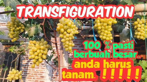 Anggur Transfiguration Anggur Besar Paling Mudah Di Buahkan Youtube