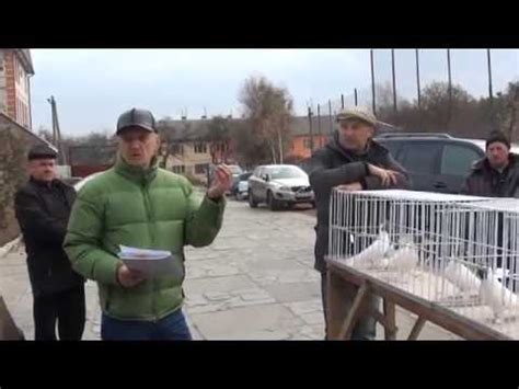 Иранские высоколетные игровые голуби.Стандарт породы - YouTube