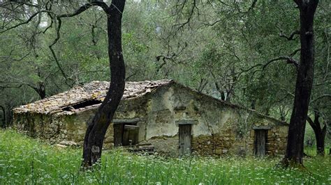 New Bank Set to Auction Abandoned Farms in Italy | Italy, Farm, Plants