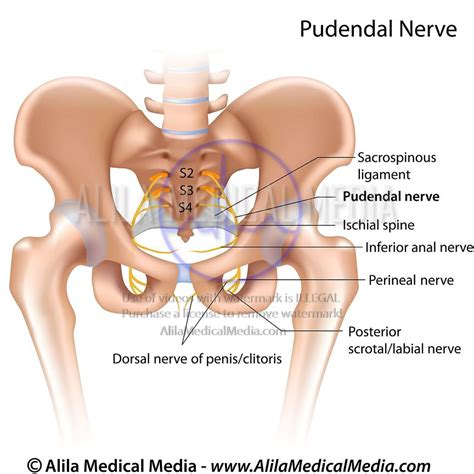 Ischial Spine Pudendal Nerve