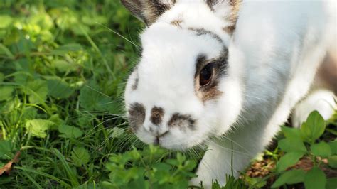 Small mammals as pets - FOUR PAWS in South Africa - Animal Welfare ...