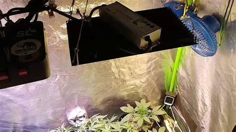 HLG Quantum Board Q288 Led Indoor Grow YouTube