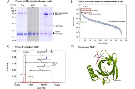 Chemical Communication Between Female Rats Exists And Is Complex