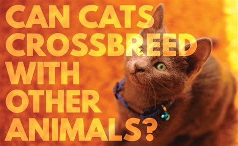 Can Cats Cross Breed With Other Animals? - CatWiki