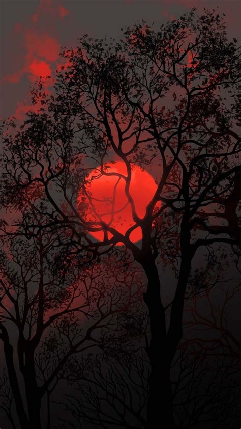 Sun Behind Tree IPhone Wallpaper HD IPhone Wallpapers IPhone