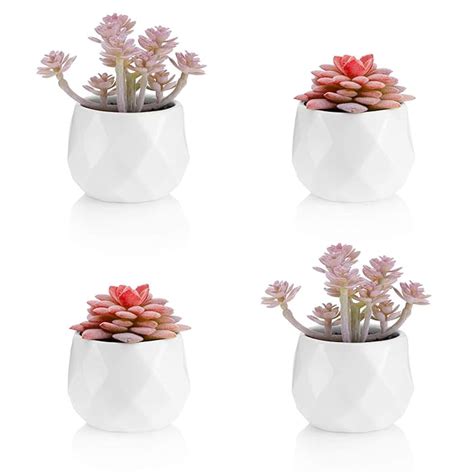 Top 10 Cute Office Plants For Desk - Home Previews