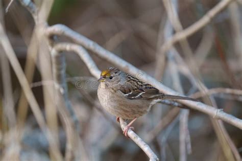 Golden Crowned Sparrow Resting Stock Image Image Of Common Small