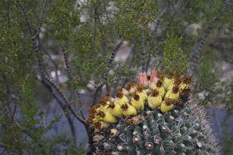 Barrel Cactus Flowers - Free photo on Pixabay - Pixabay