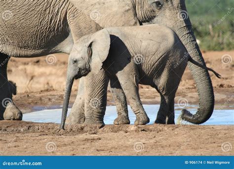 Baby Elephant With It S Mother Stock Photo Image Of Reserve Nature