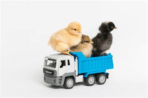 605 Chicks Trucks Royalty Free Photos And Stock Images Shutterstock