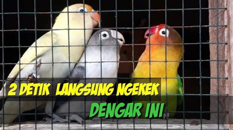 Berkat Lovebird Ini Lovebird Lain Langsung Ngekek Dan Gacor Dengar Ini