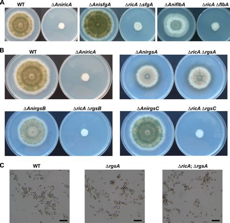 Double mutant analyses in A. nidulans. (A) WT (TNJ36), AnricA (TNJ21 ... 