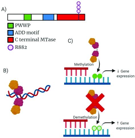 Analysis Of Dnmt3a Molecular Structure Active Tetramer Structure Download Scientific Diagram