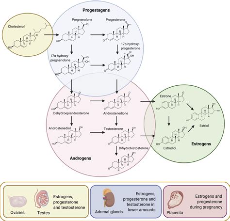 Frontiers Sex Steroid Hormones An Overlooked Yet Fundamental Factor In Oral Homeostasis In Humans
