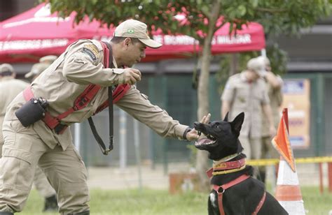 Cães bombeiros de três Estados passam por prova de certificação na