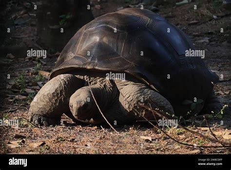 Aldabra Giant Tortoise Aldabrachelys Gigantea Rare And Vulnerable