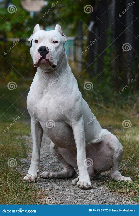 White Dogo Argentino Sitting Summer Stock Photo Image Of Argentinoon