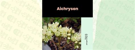 "Aichryson" Genus | Succulent City