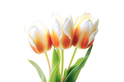 Premium Photo Bouquet Of Fresh Colorful Tulip Flowers Isolated On