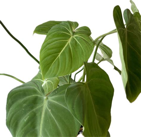 PHILODENDRON GLORIOSUM