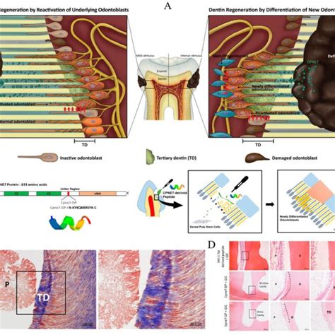 (A) Schematic diagram of dentin regeneration mechanism. (B) Amino acid ...