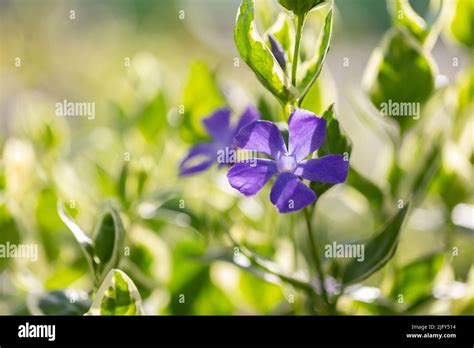 Vinca Major Variegata Bigleaf Periwinkle With Beautiful Deep Blue