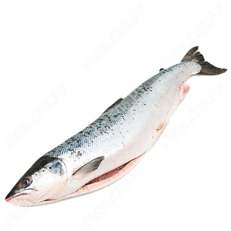 Горбуша н/п с головой св/мор — (8152) 70-00-77