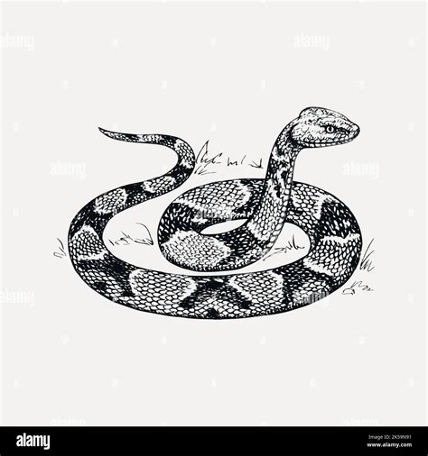 Copperhead Serpiente Clipart Dibujo Vector Ilustración Imagen Vector