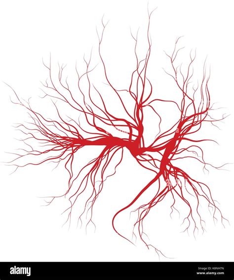 Human Veins Hi Res Stock Photography And Images Alamy