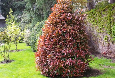 Red Leaf Shrubs For Contrasting Compositions Best Landscape Ideas